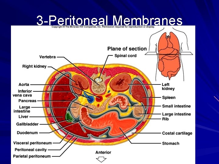 3 -Peritoneal Membranes 