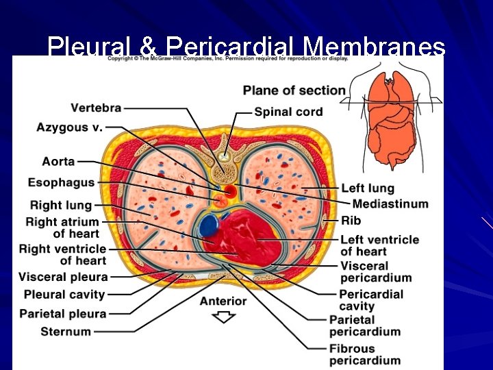 Pleural & Pericardial Membranes 