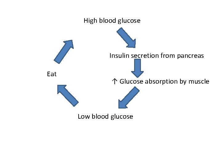 High blood glucose Insulin secretion from pancreas Eat ↑ Glucose absorption by muscle Low