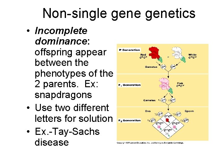 Non-single genetics • Incomplete dominance: offspring appear between the phenotypes of the 2 parents.