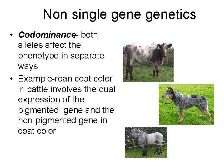 Non single genetics • Codominance- both alleles affect the phenotype in separate ways •