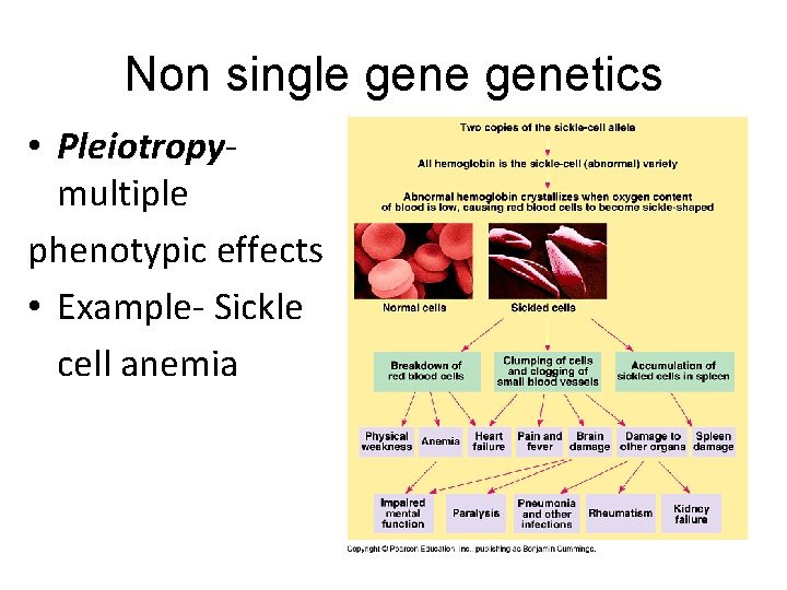 Non single genetics • Pleiotropymultiple phenotypic effects • Example- Sickle cell anemia 