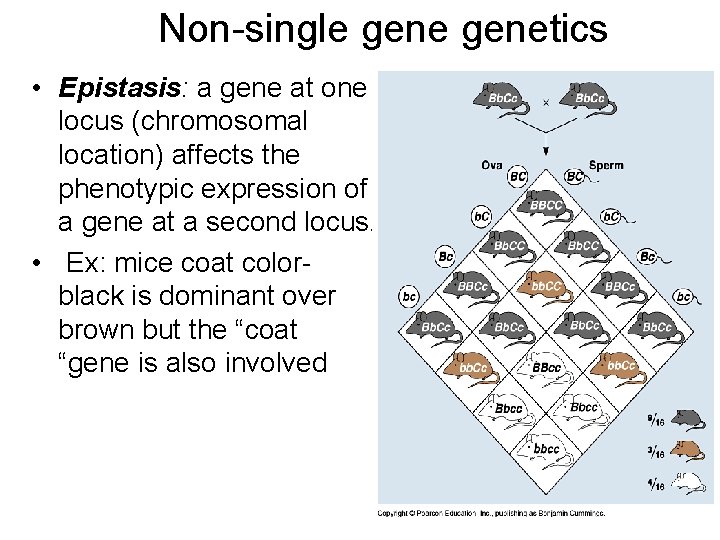 Non-single genetics • Epistasis: a gene at one locus (chromosomal location) affects the phenotypic