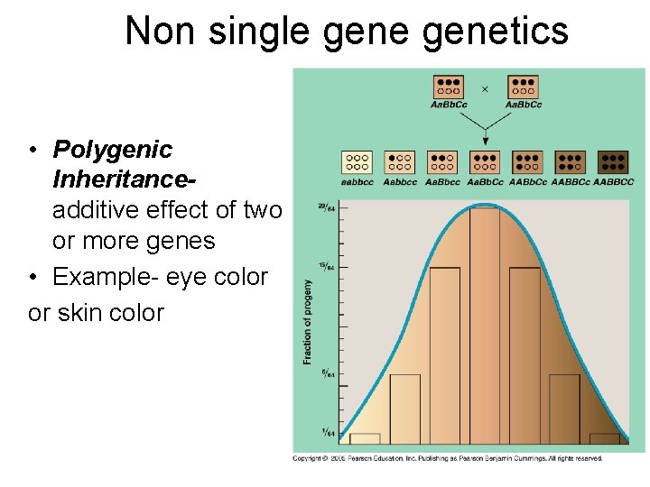 Non single genetics • Polygenic Inheritanceadditive effect of two or more genes • Example-