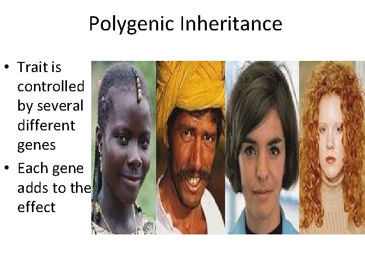 Polygenic Inheritance • Trait is controlled by several different genes • Each gene adds