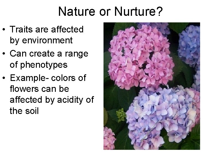 Nature or Nurture? • Traits are affected by environment • Can create a range