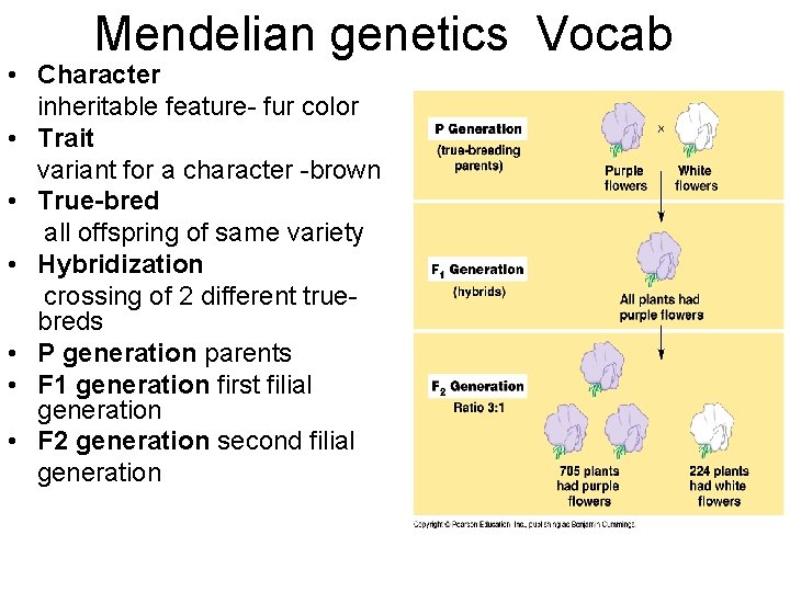 Mendelian genetics Vocab • Character inheritable feature- fur color • Trait variant for a
