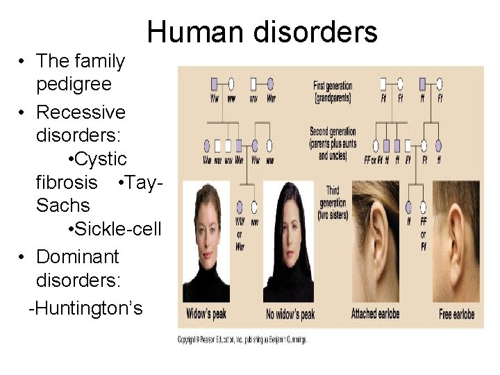 Human disorders • The family pedigree • Recessive disorders: • Cystic fibrosis • Tay.