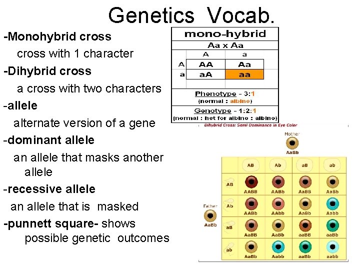 Genetics Vocab. -Monohybrid cross with 1 character -Dihybrid cross a cross with two characters