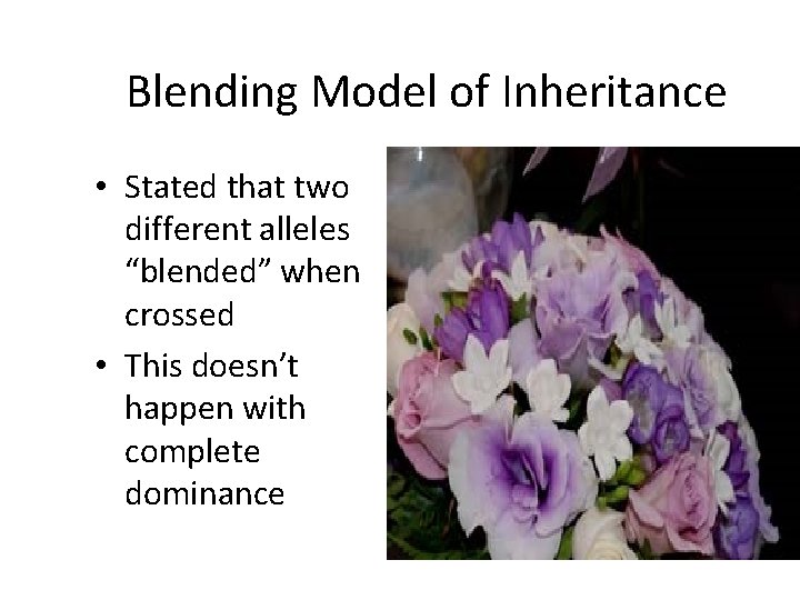 Blending Model of Inheritance • Stated that two different alleles “blended” when crossed •