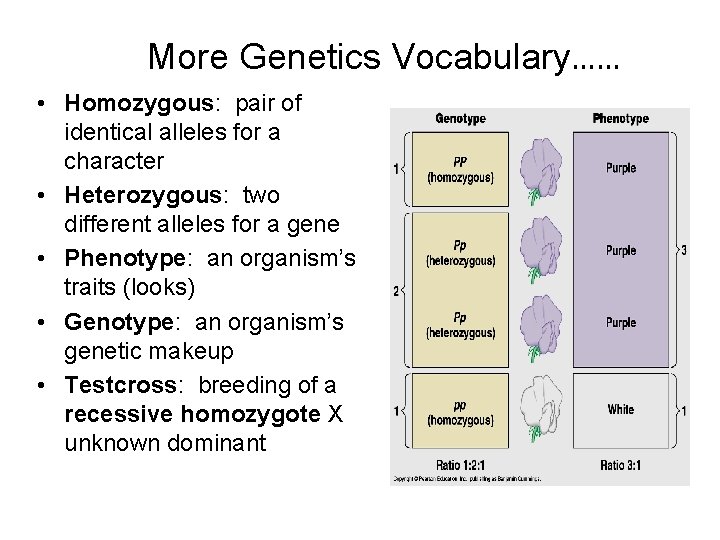 More Genetics Vocabulary…… • Homozygous: pair of identical alleles for a character • Heterozygous: