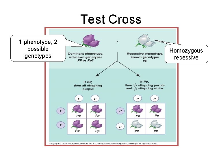 Test Cross 1 phenotype, 2 possible genotypes Homozygous recessive 