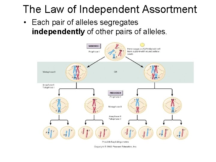 The Law of Independent Assortment • Each pair of alleles segregates independently of other