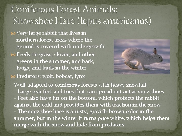 Coniferous Forest Animals: Snowshoe Hare (lepus americanus) Very large rabbit that lives in northern