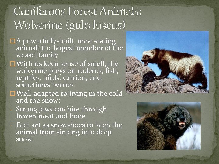 Coniferous Forest Animals: Wolverine (gulo luscus) � A powerfully-built, meat-eating animal; the largest member