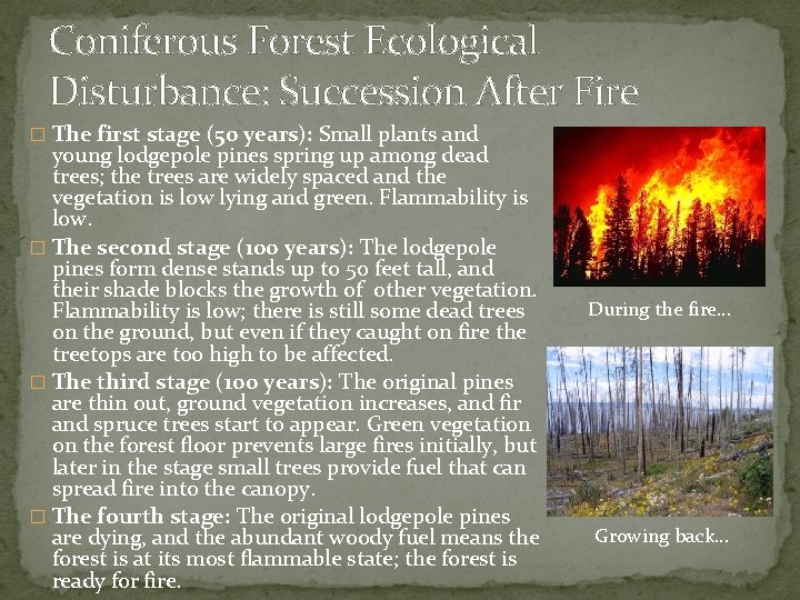 Coniferous Forest Ecological Disturbance: Succession After Fire � The first stage (50 years): Small