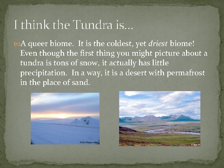 I think the Tundra is… A queer biome. It is the coldest, yet driest