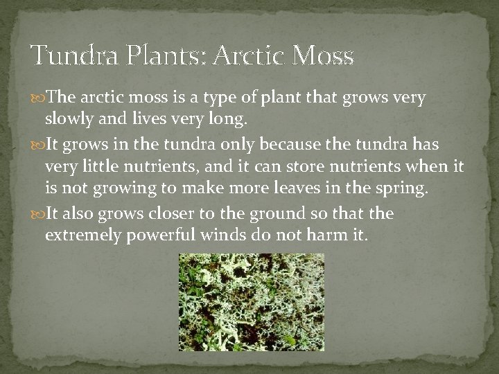 Tundra Plants: Arctic Moss The arctic moss is a type of plant that grows