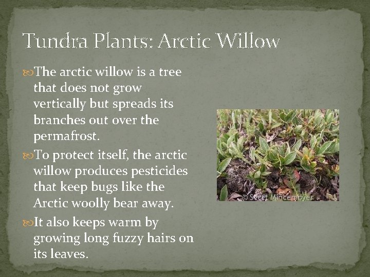 Tundra Plants: Arctic Willow The arctic willow is a tree that does not grow