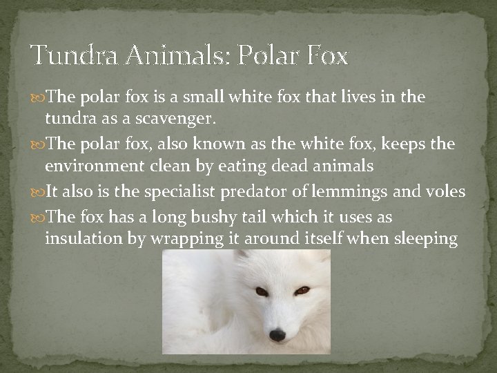 Tundra Animals: Polar Fox The polar fox is a small white fox that lives