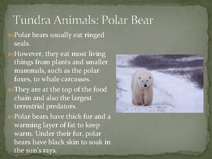 Tundra Animals: Polar Bear Polar bears usually eat ringed seals. However, they eat most