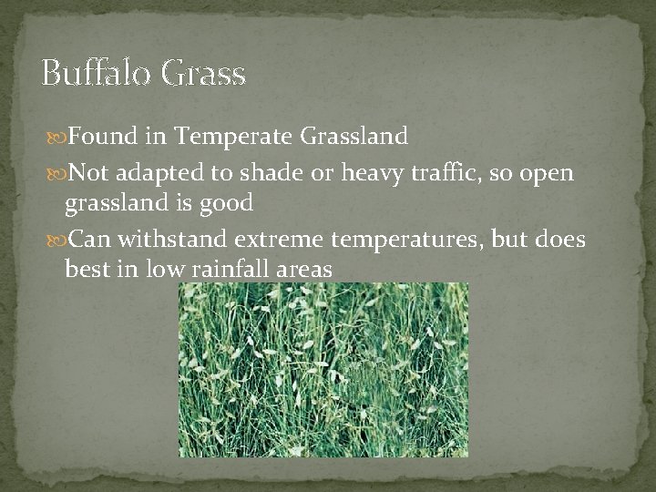 Buffalo Grass Found in Temperate Grassland Not adapted to shade or heavy traffic, so