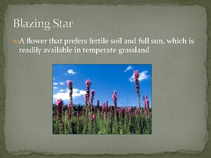 Blazing Star A flower that prefers fertile soil and full sun, which is readily