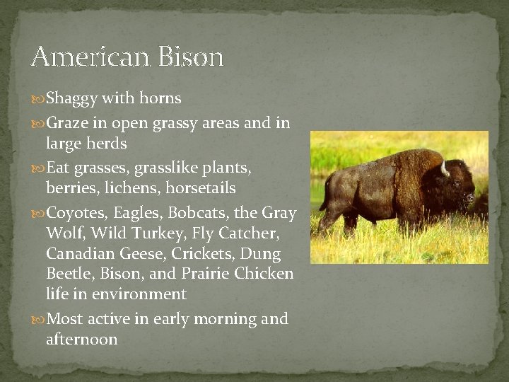 American Bison Shaggy with horns Graze in open grassy areas and in large herds