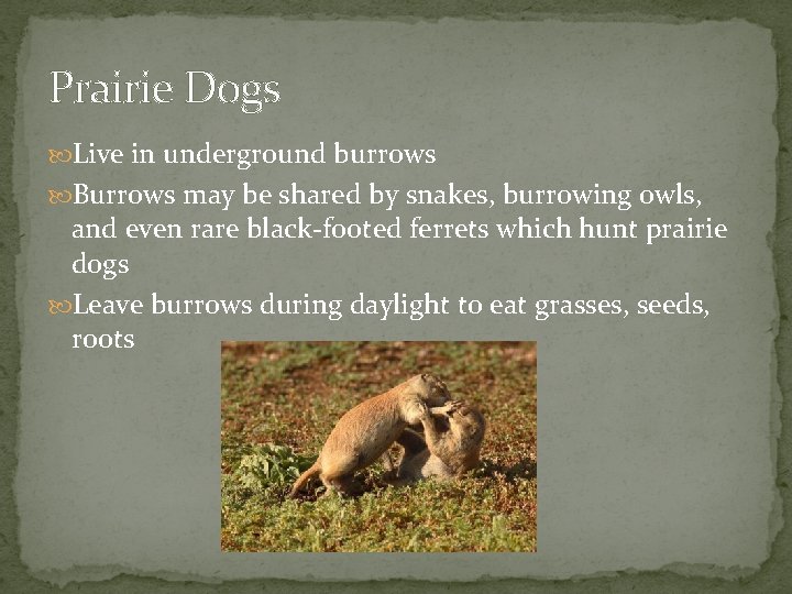 Prairie Dogs Live in underground burrows Burrows may be shared by snakes, burrowing owls,