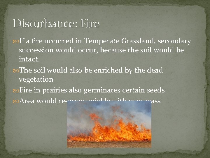 Disturbance: Fire If a fire occurred in Temperate Grassland, secondary succession would occur, because