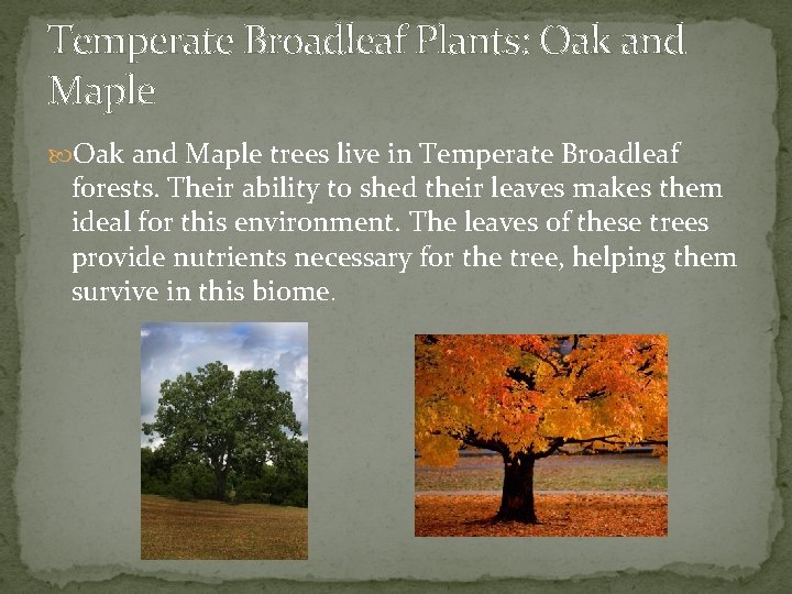 Temperate Broadleaf Plants: Oak and Maple trees live in Temperate Broadleaf forests. Their ability