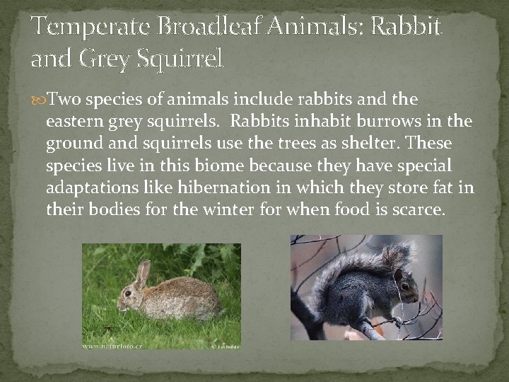 Temperate Broadleaf Animals: Rabbit and Grey Squirrel Two species of animals include rabbits and