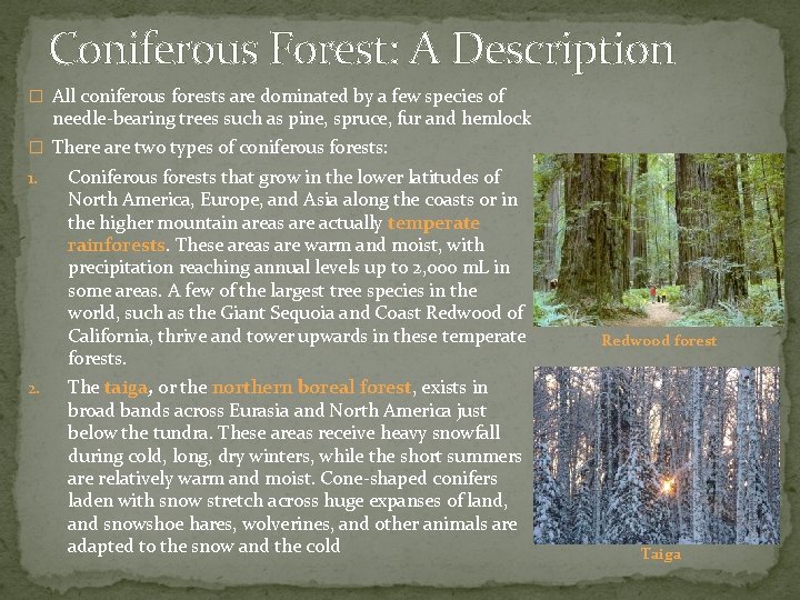 Coniferous Forest: A Description � All coniferous forests are dominated by a few species