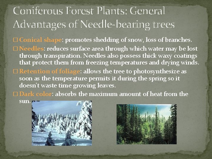 Coniferous Forest Plants: General Advantages of Needle-bearing trees � Conical shape: promotes shedding of