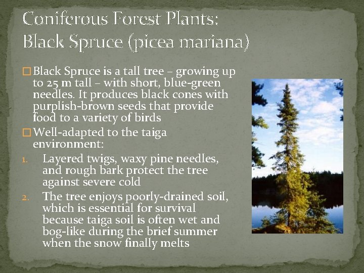 Coniferous Forest Plants: Black Spruce (picea mariana) � Black Spruce is a tall tree
