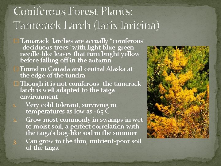 Coniferous Forest Plants: Tamerack Larch (larix laricina) � Tamarack larches are actually “coniferous -deciduous