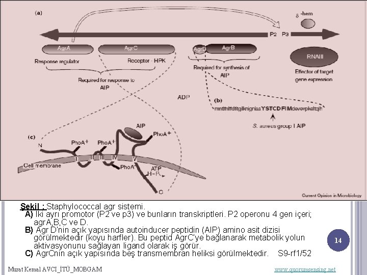 02. 12. 2009 Şekil : Staphylococcal agr sistemi. A) İki ayrı promotor (P 2