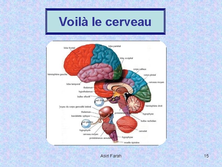 Voilà le cerveau Asiri Farah 15 