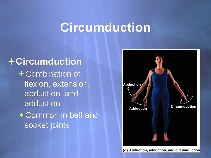 Circumduction Combination of flexion, extension, abduction, and adduction Common in ball-andsocket joints 