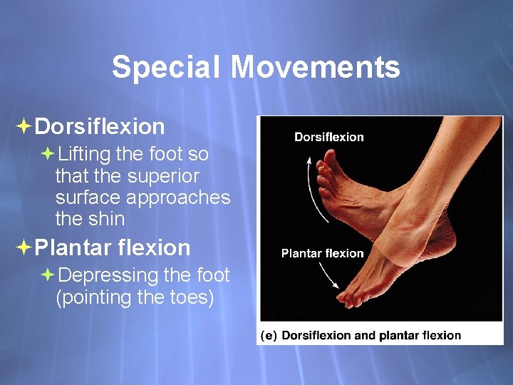 Special Movements Dorsiflexion Lifting the foot so that the superior surface approaches the shin