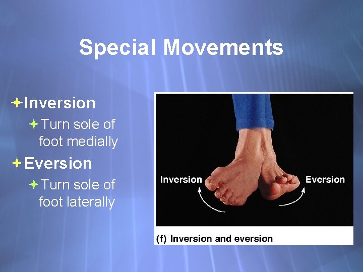 Special Movements Inversion Turn sole of foot medially Eversion Turn sole of foot laterally