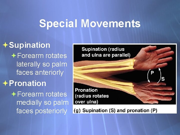 Special Movements Supination Forearm rotates laterally so palm faces anteriorly Pronation Forearm rotates medially