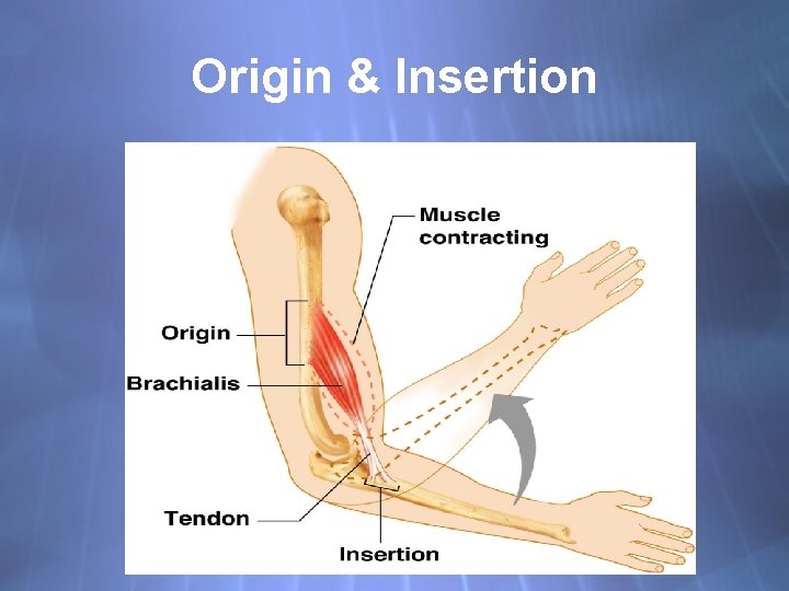 Origin & Insertion 