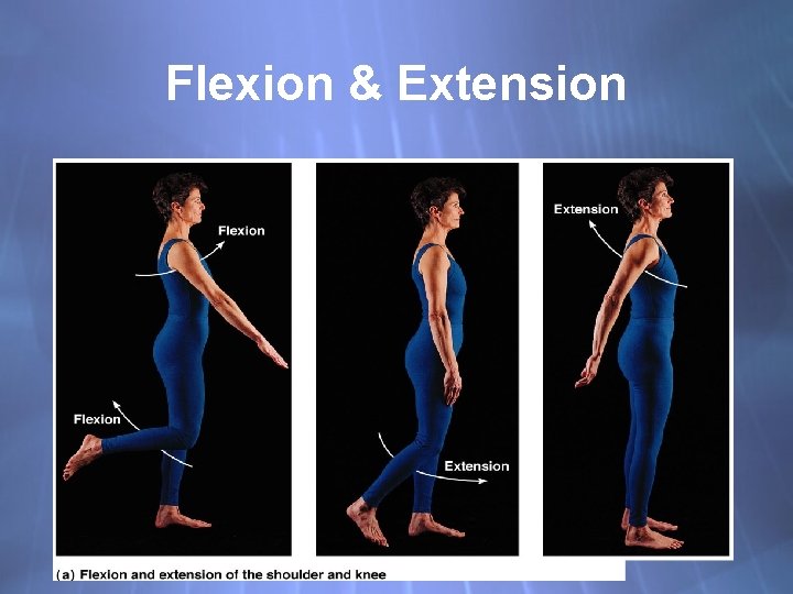 Flexion & Extension 