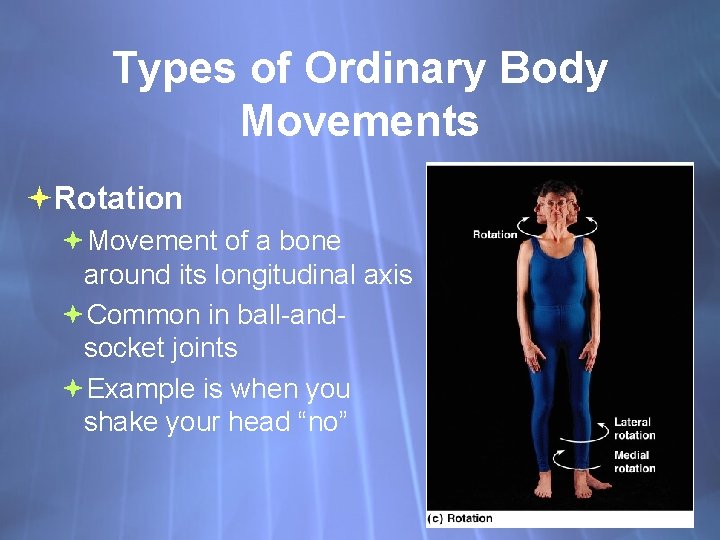 Types of Ordinary Body Movements Rotation Movement of a bone around its longitudinal axis