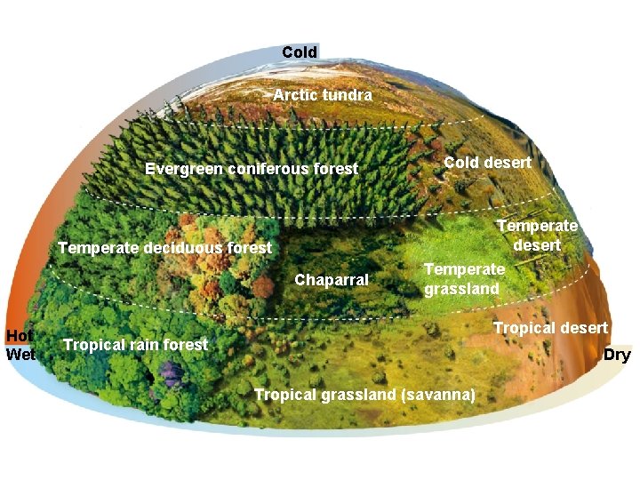 Cold Arctic tundra Evergreen coniferous forest Cold desert Temperate deciduous forest Chaparral Hot Wet Cold Arctic tundra Evergreen coniferous forest Cold desert Temperate deciduous forest Chaparral Hot Wet
