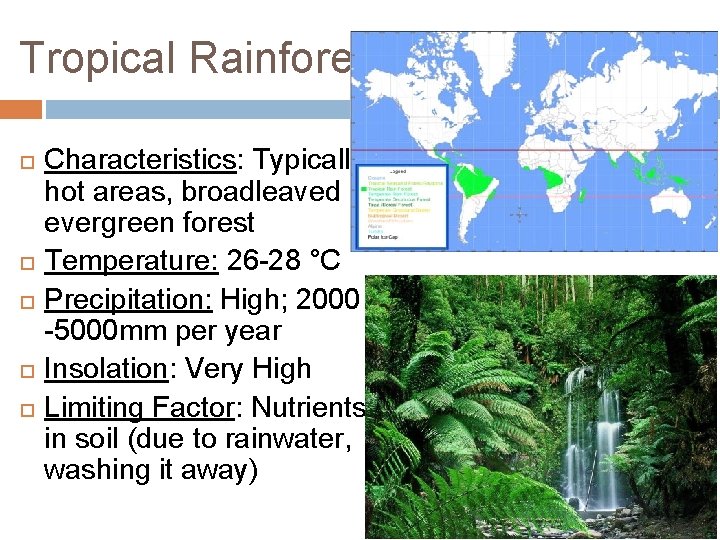 Tropical Rainforest Characteristics: Typically hot areas, broadleaved evergreen forest Temperature: 26 -28 °C Precipitation: Tropical Rainforest Characteristics: Typically hot areas, broadleaved evergreen forest Temperature: 26 -28 °C Precipitation: