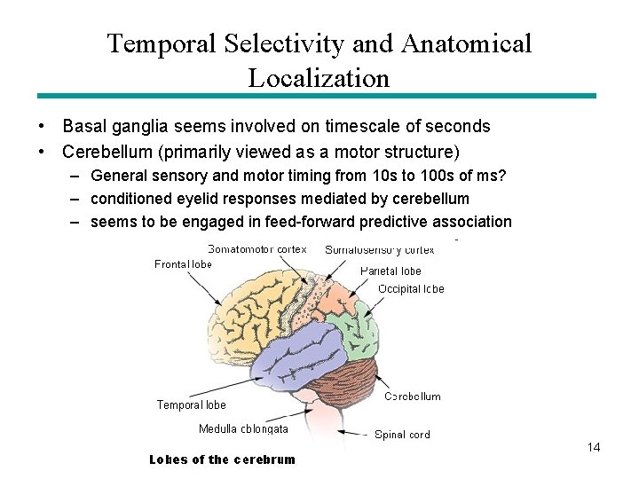 Temporal Selectivity and Anatomical Localization • Basal ganglia seems involved on timescale of seconds