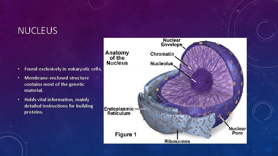 NUCLEUS • Found exclusively in eukaryotic cells. • Membrane-enclosed structure contains most of the