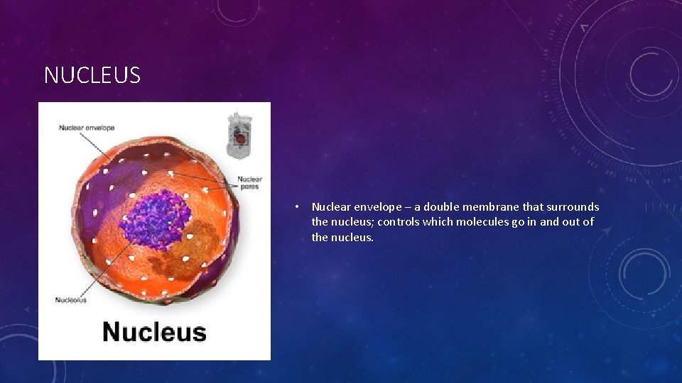 NUCLEUS • Nuclear envelope – a double membrane that surrounds the nucleus; controls which